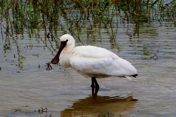 白琵鹭(Platalea leucorodia）