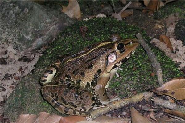 虎纹蛙（tiger frog）（国家二级重点保护动物）