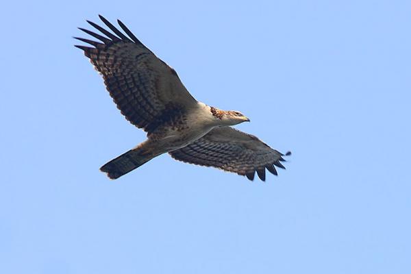 凤头蜂鹰（Pernis ptilorhynchus）（国家二级重点保护动物）