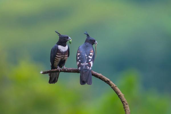 黑冠鹃隼（Aviceda leuphotes）(国家二级重点保护动物)